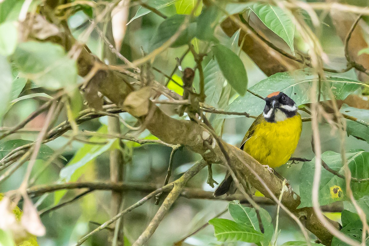 Moustached Brushfinch - ML636364455