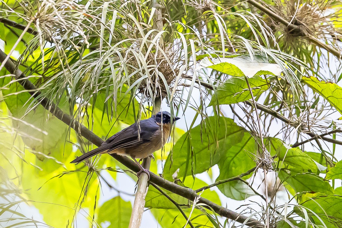 Tangara barbouillé - ML636364464