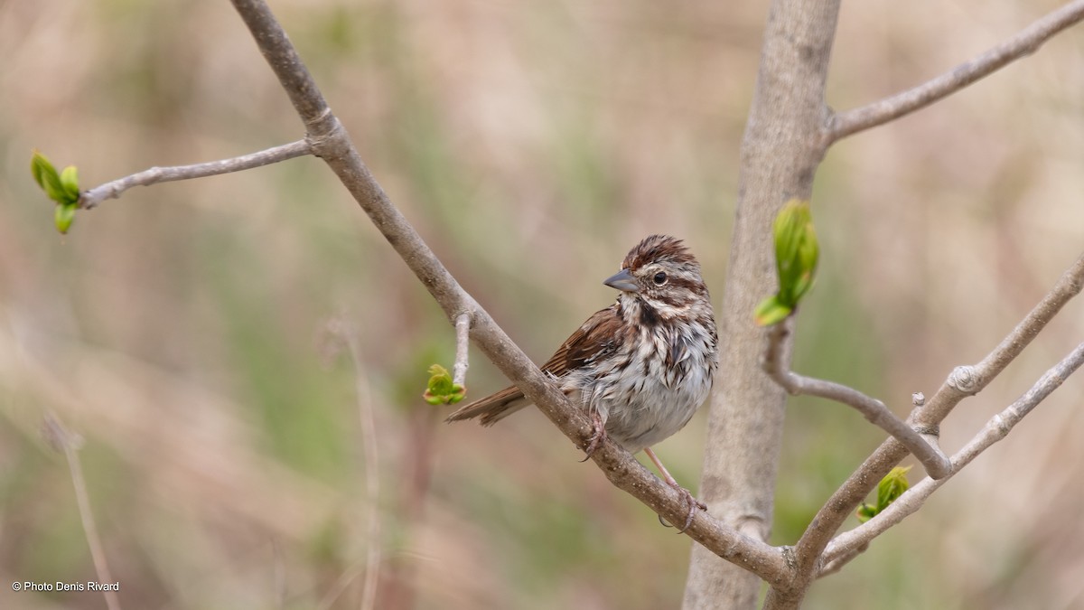 Song Sparrow - ML636364562