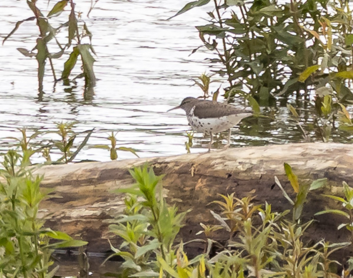 Spotted Sandpiper - ML636364573