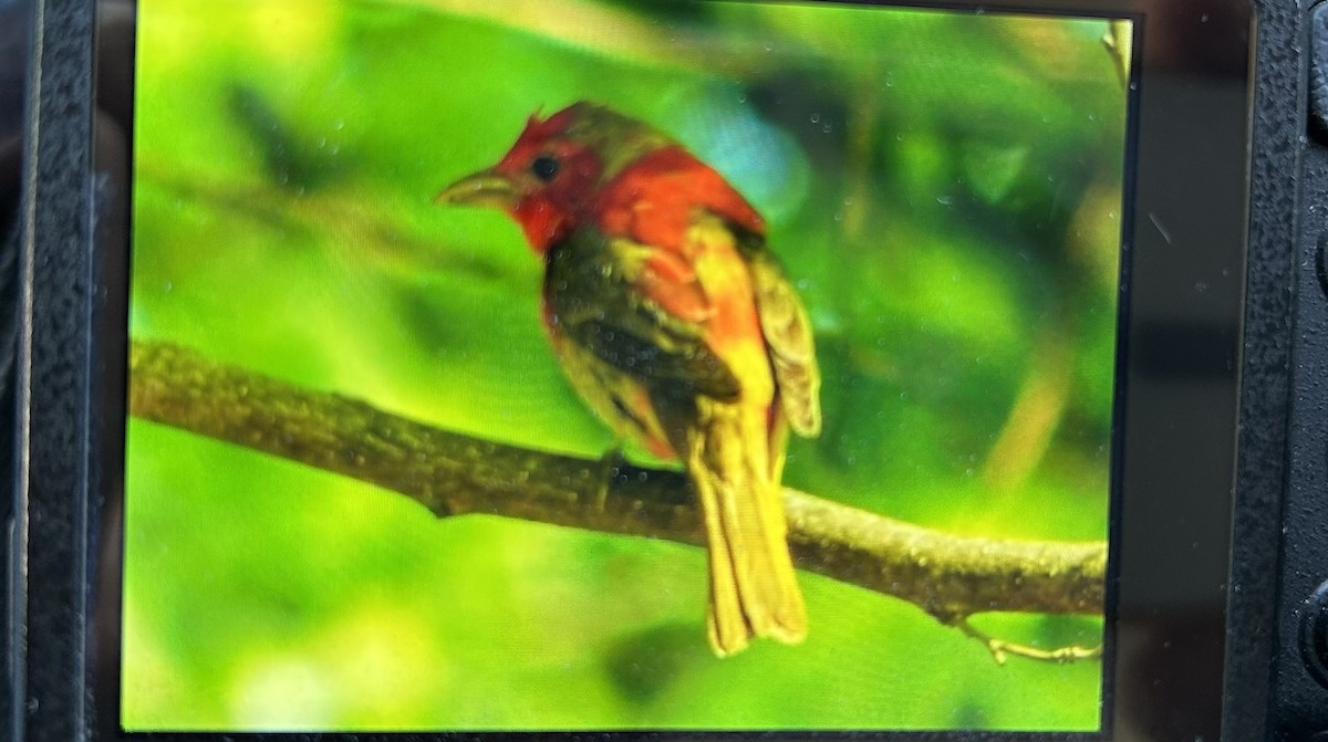 להבית אדומה - ML636364632
