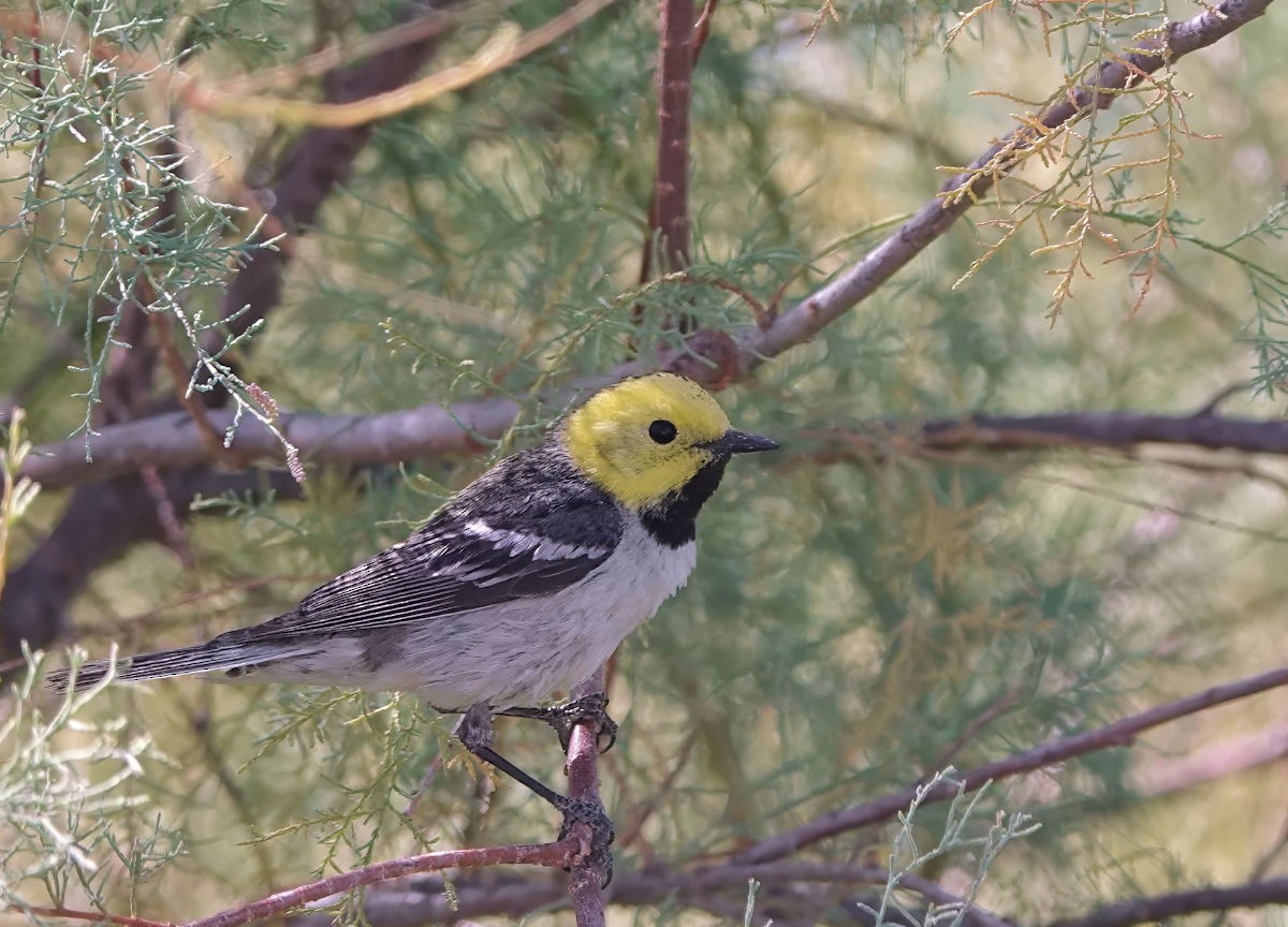 Hermit Warbler - ML636364661