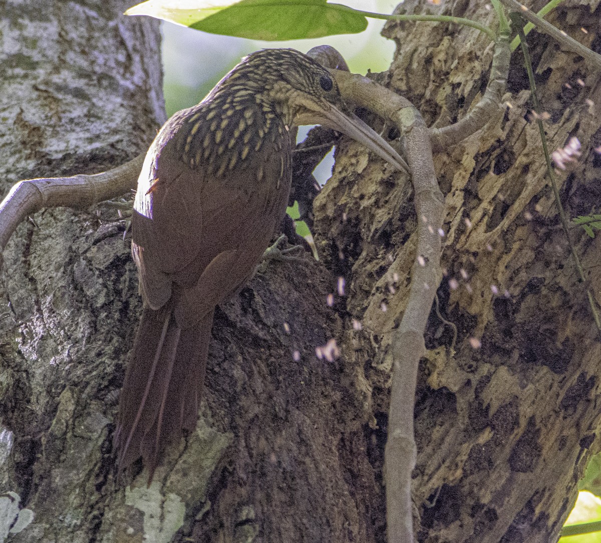Ivory-billed Woodcreeper - ML636364666
