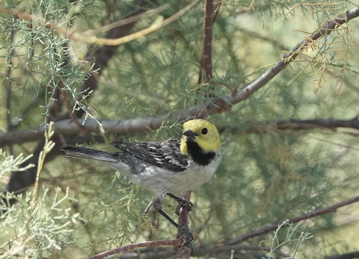 Hermit Warbler - ML636364670