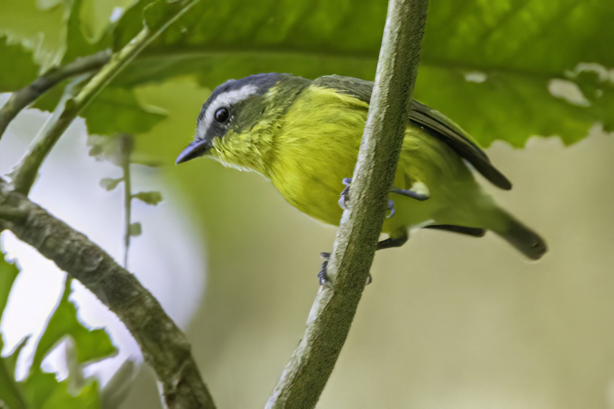 Yellow-bellied Tyrannulet - ML636364672