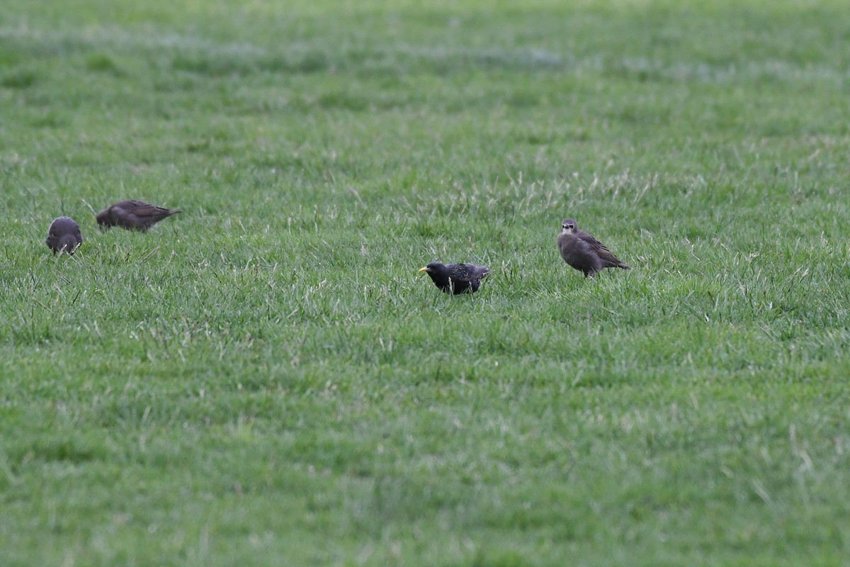 European Starling - ML636364732