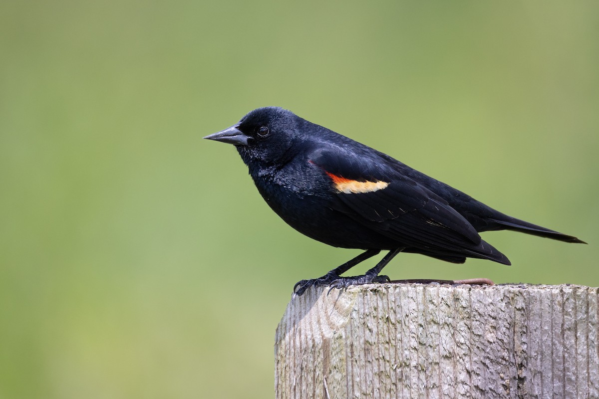 Red-winged Blackbird - ML636364745