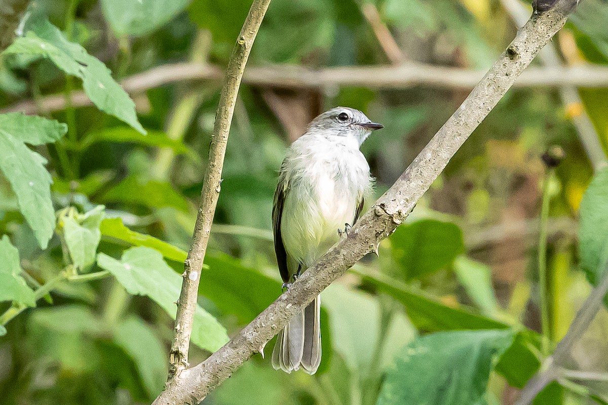 Mouse-colored Tyrannulet (Northern) - ML636364779