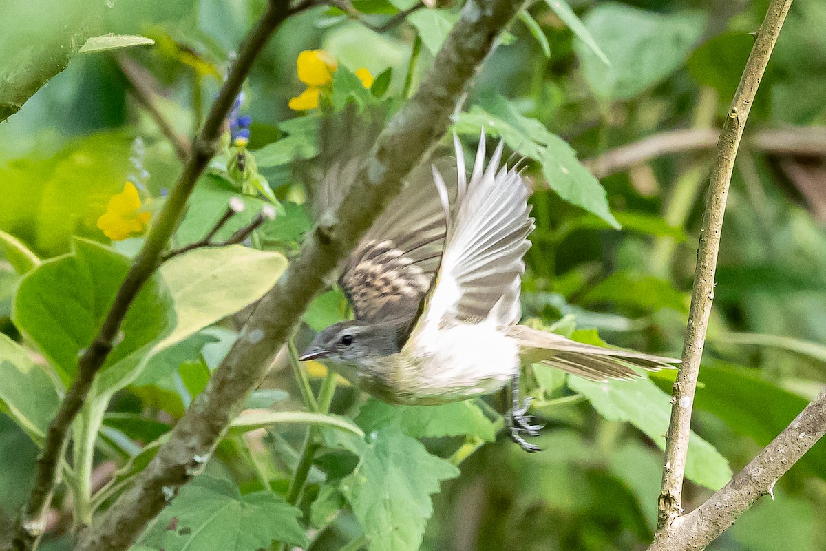 Mouse-colored Tyrannulet (Northern) - ML636364785