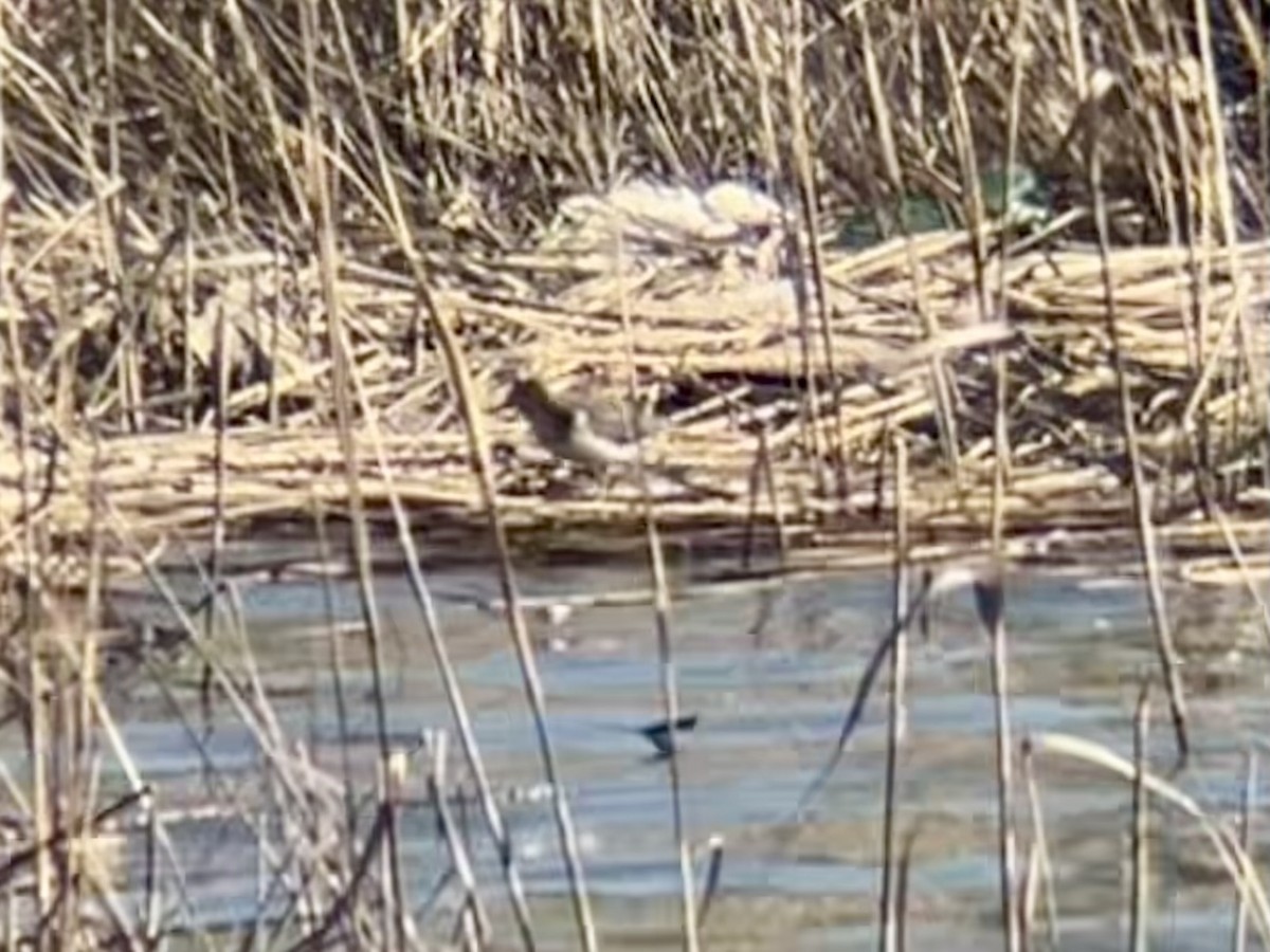 Spotted Sandpiper - ML636364808