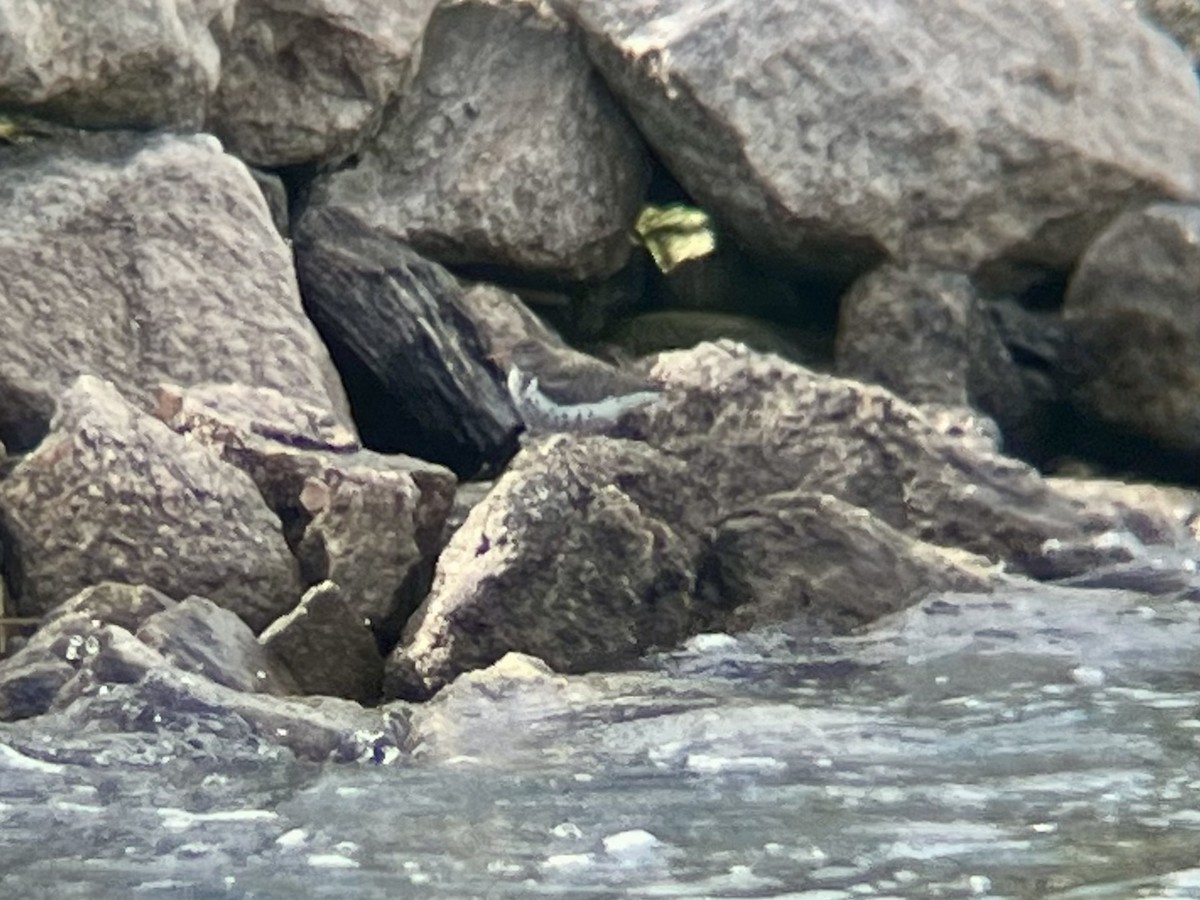 Spotted Sandpiper - ML636364809
