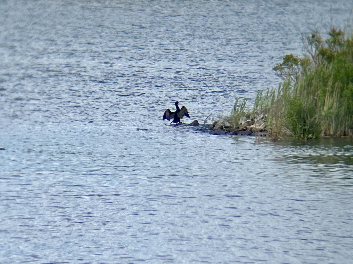 Double-crested Cormorant - ML636364840