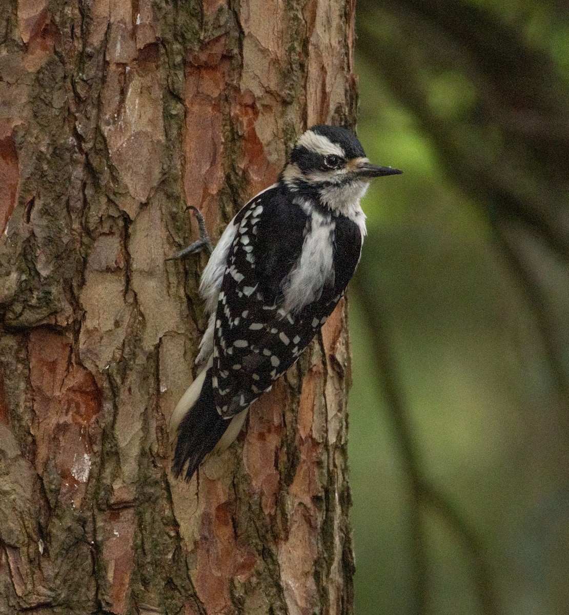 Hairy Woodpecker - ML636364866