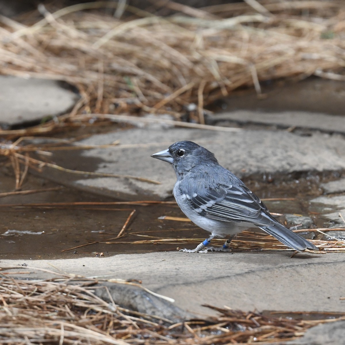 Gran Canaria Blue Chaffinch - ML636364947