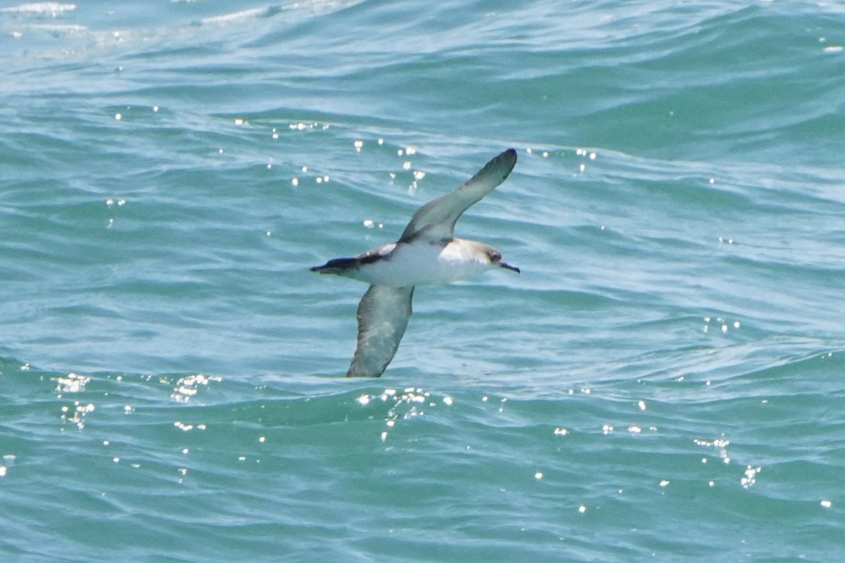 Yelkouan Shearwater - ML636364952