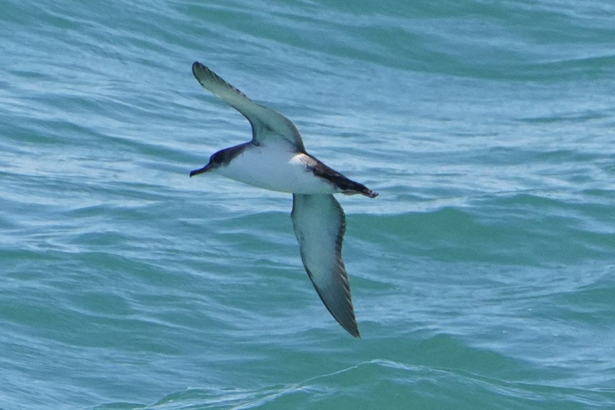 Yelkouan Shearwater - ML636364953