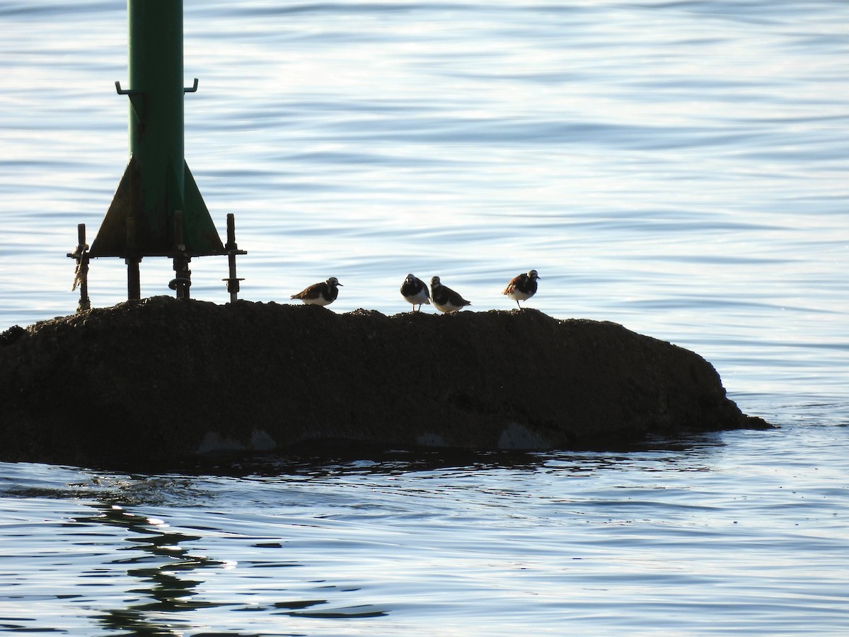 Ruddy Turnstone - ML636364982