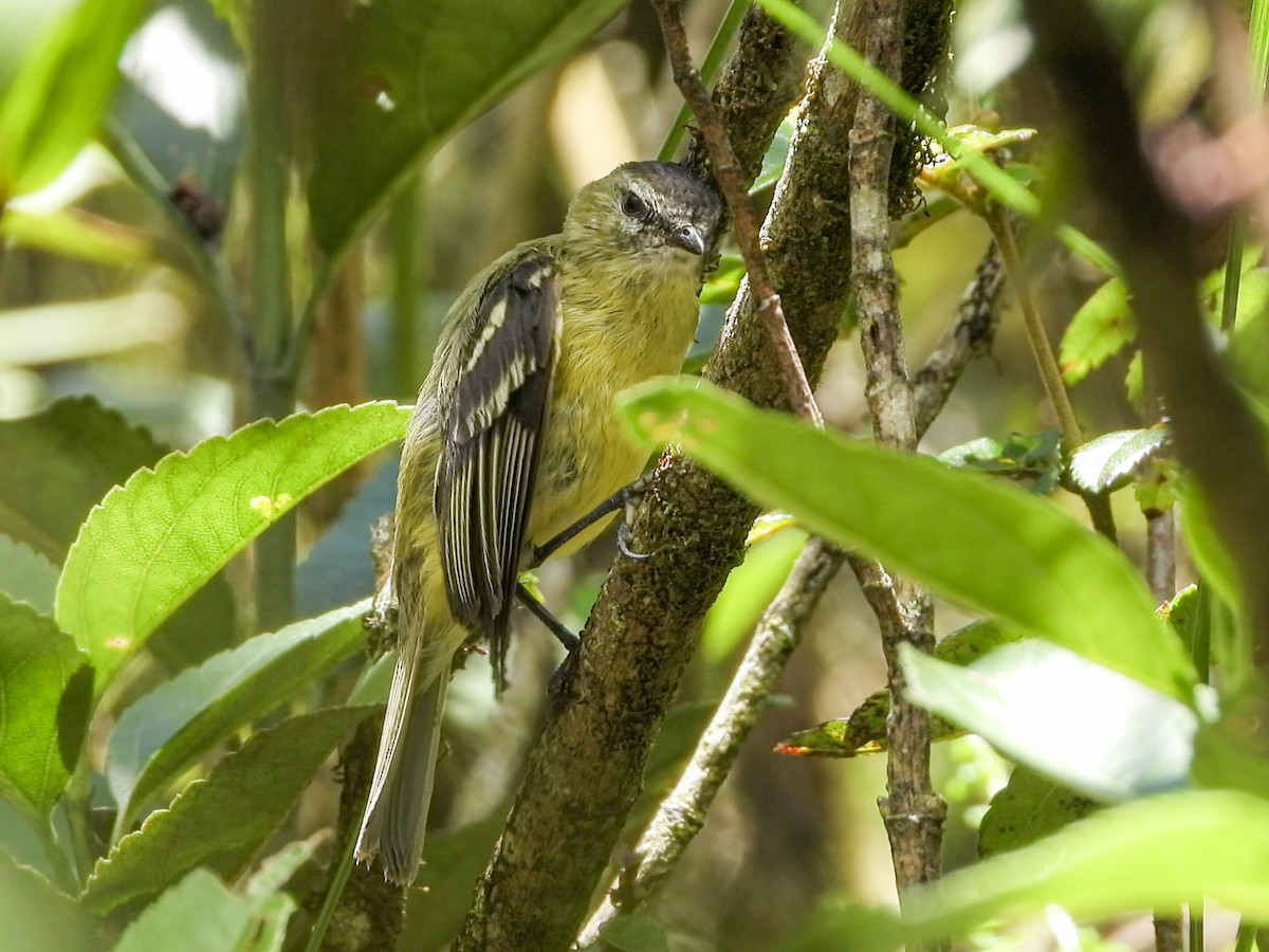 Black-capped Tyrannulet - ML636365014
