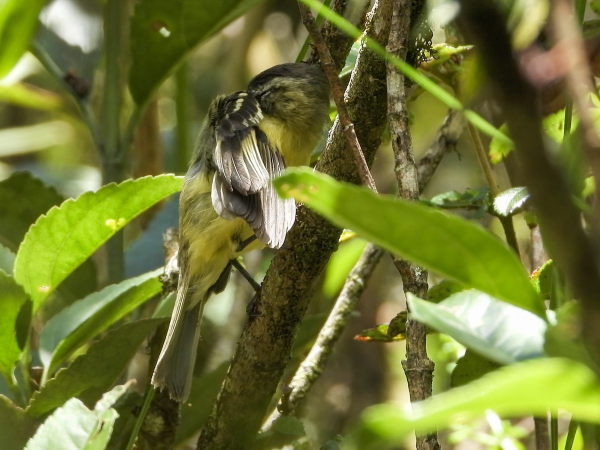 Black-capped Tyrannulet - ML636365026