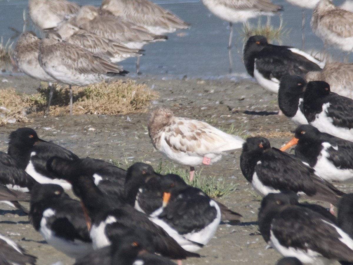 South Island Oystercatcher - ML636365067