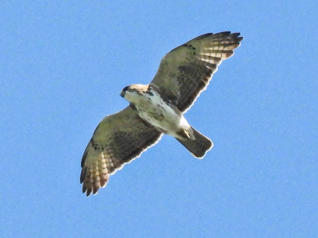 White-throated Hawk - ML636365153
