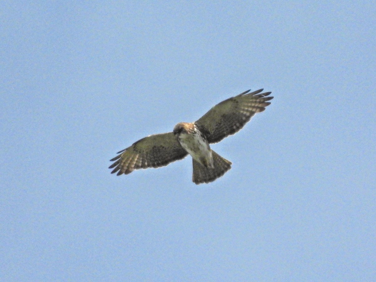 White-throated Hawk - ML636365161