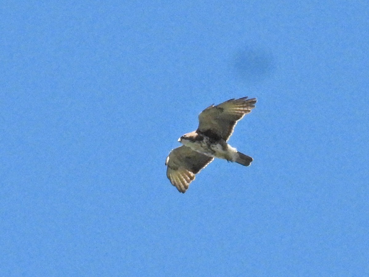 White-throated Hawk - ML636365168
