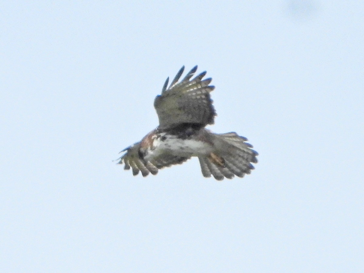 White-throated Hawk - ML636365178