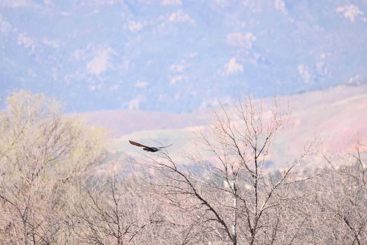 Double-crested Cormorant - ML636365241
