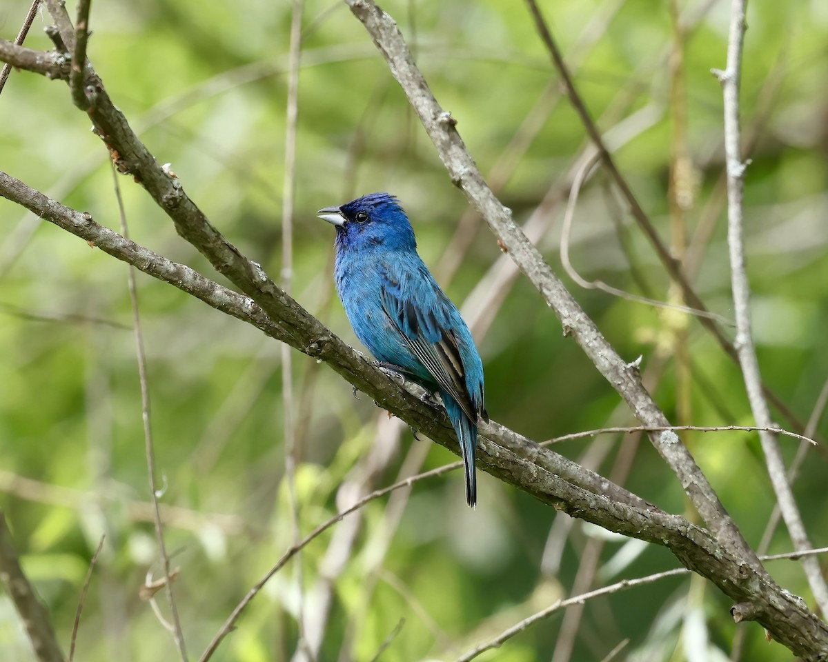 Indigo Bunting - ML636365304