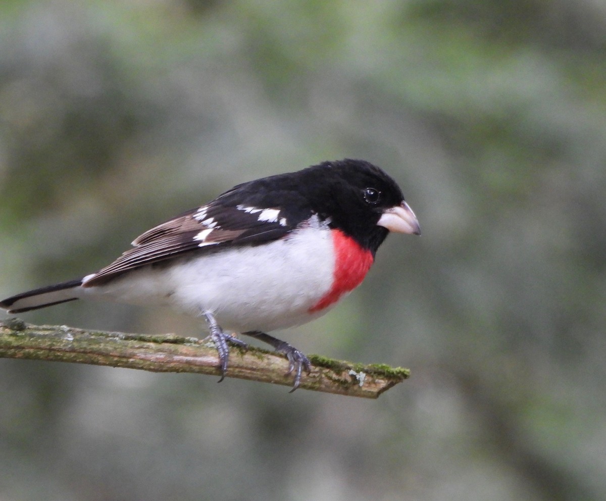 Rose-breasted Grosbeak - ML636365317