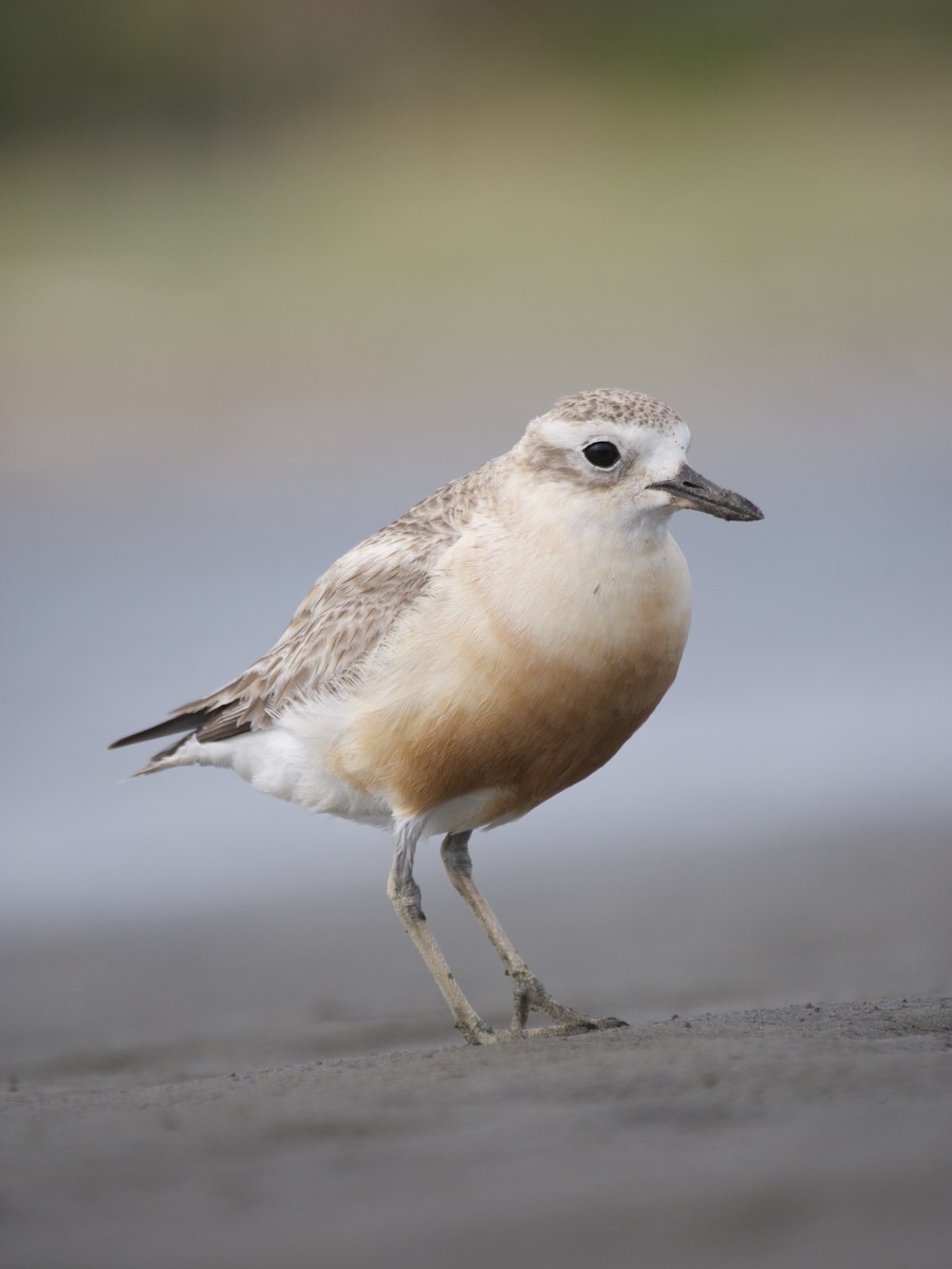Red-breasted Dotterel - ML636365506