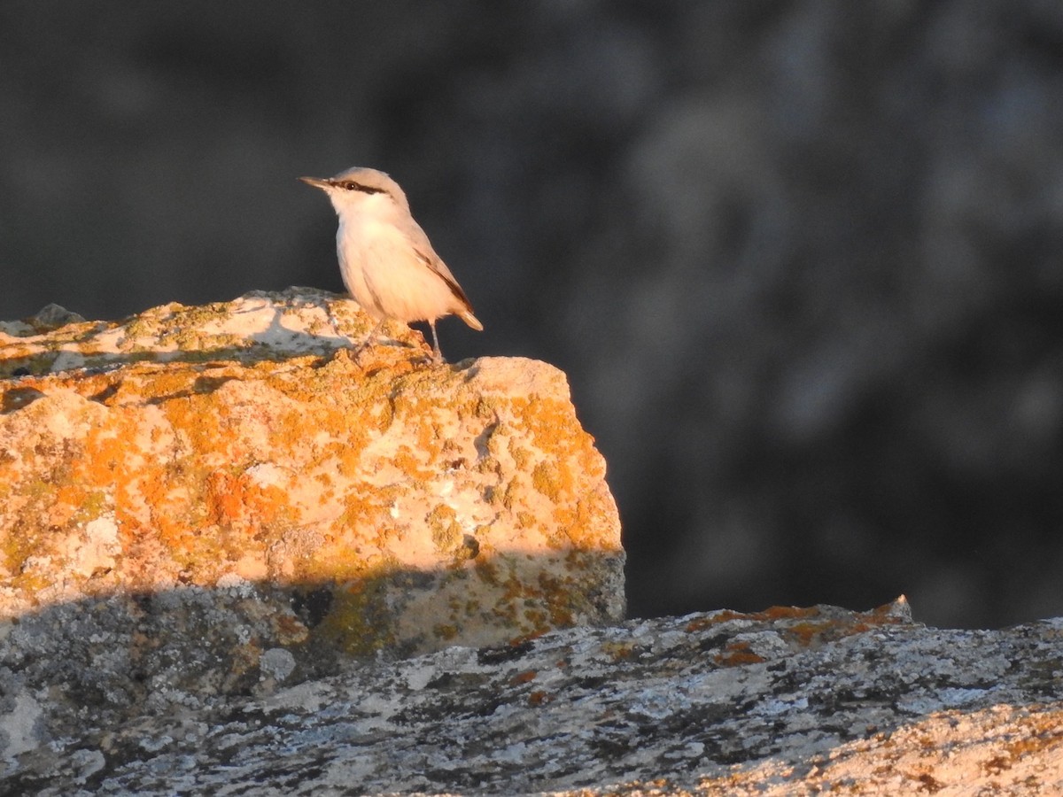 Western Rock Nuthatch - ML636365528