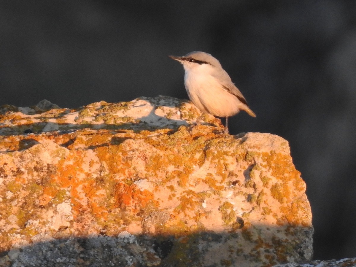 Western Rock Nuthatch - ML636365529