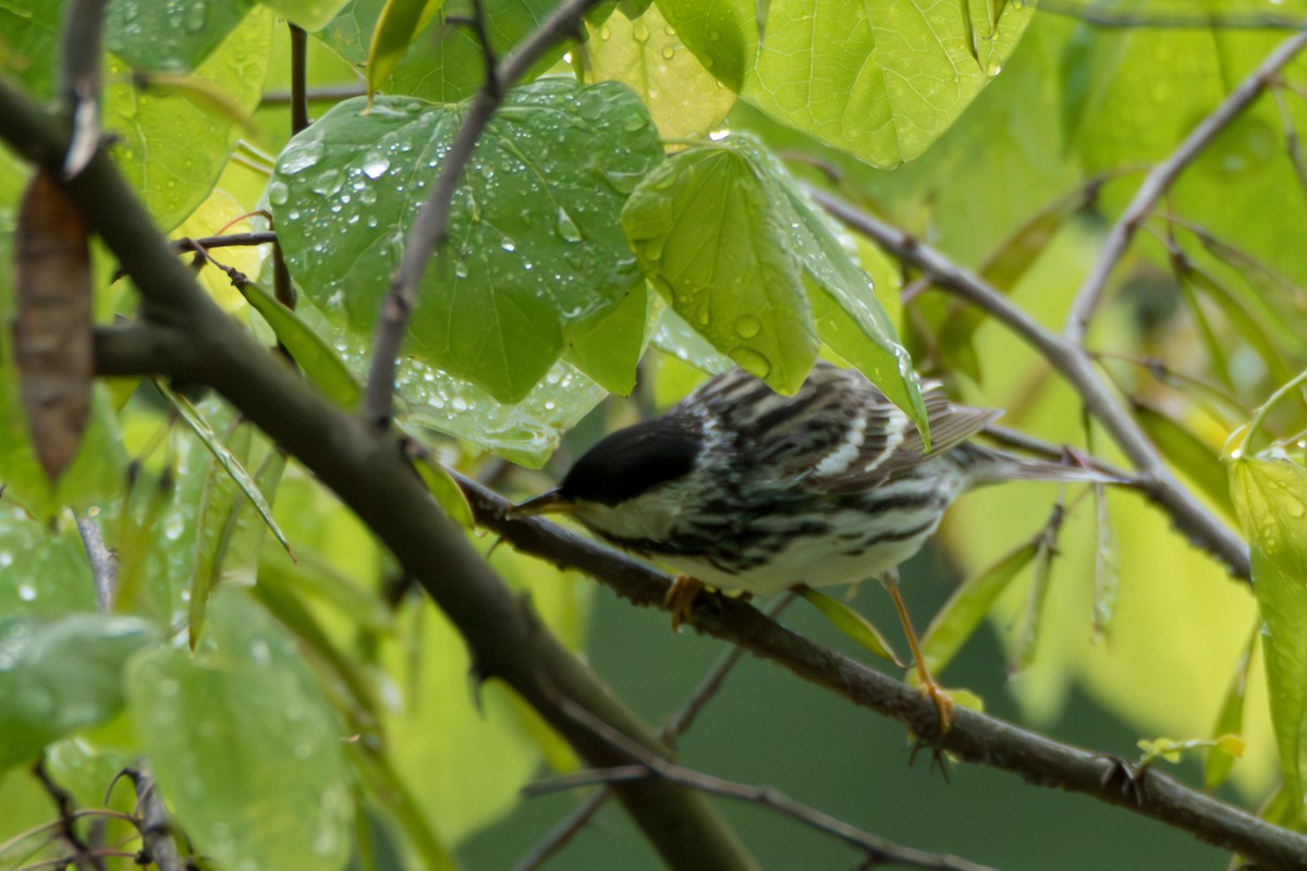 Blackpoll Warbler - ML636365548