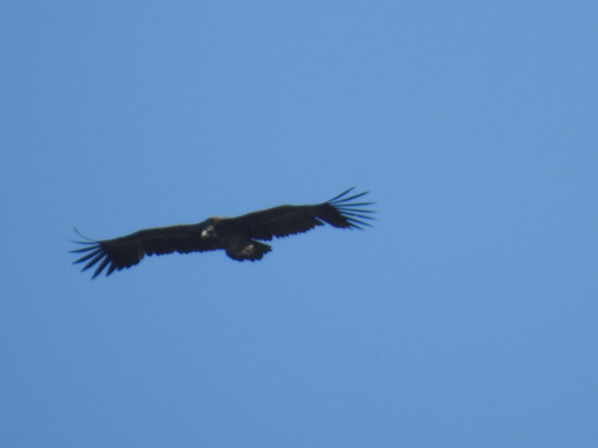 Cinereous Vulture - ML636365644