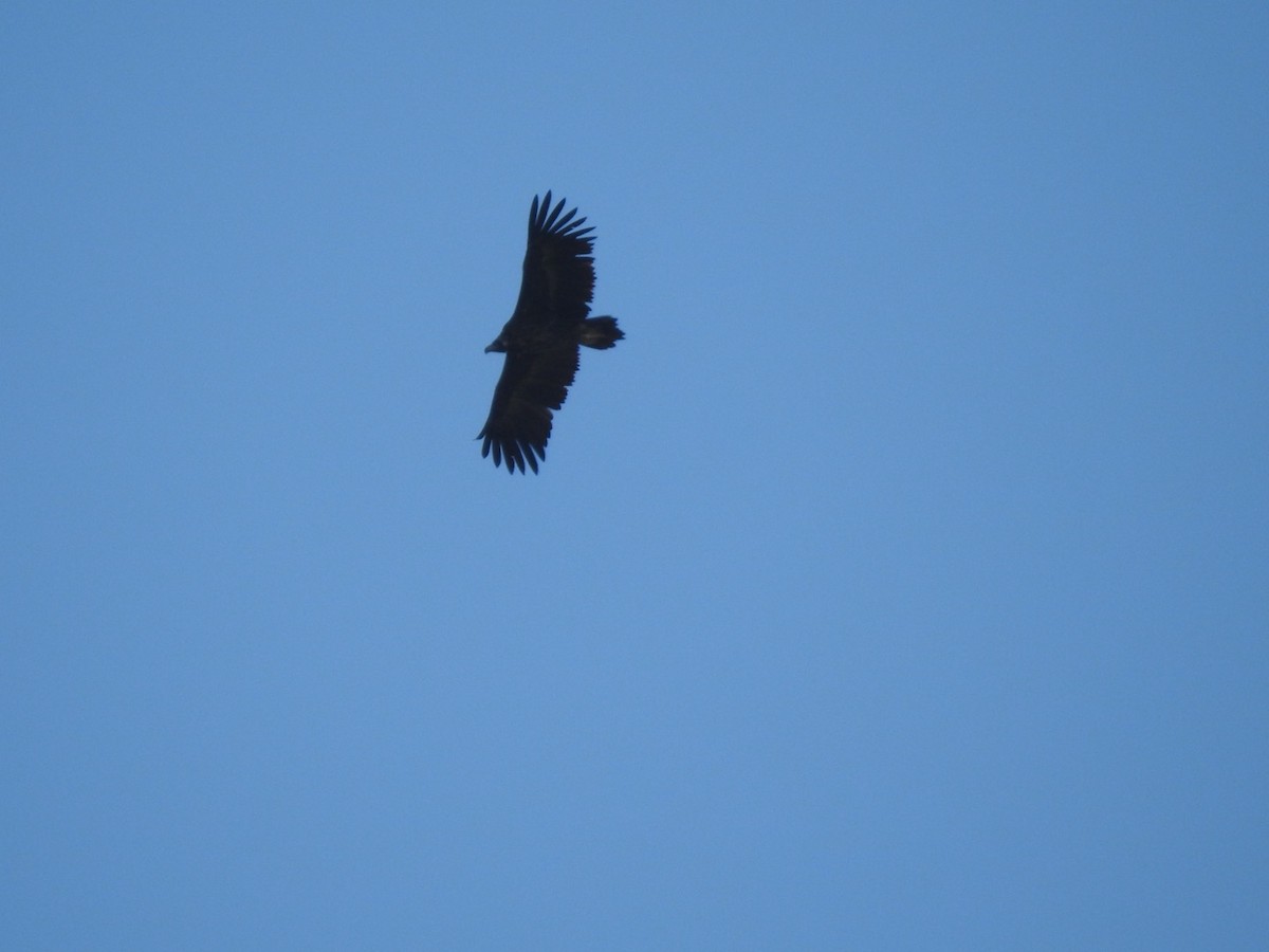 Cinereous Vulture - ML636365645