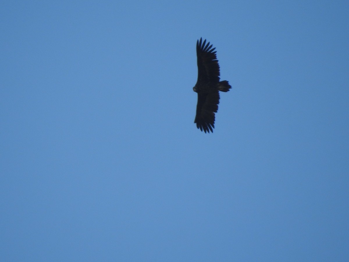 Cinereous Vulture - ML636365646