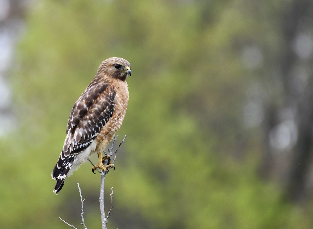 Red-shouldered Hawk - ML636365663