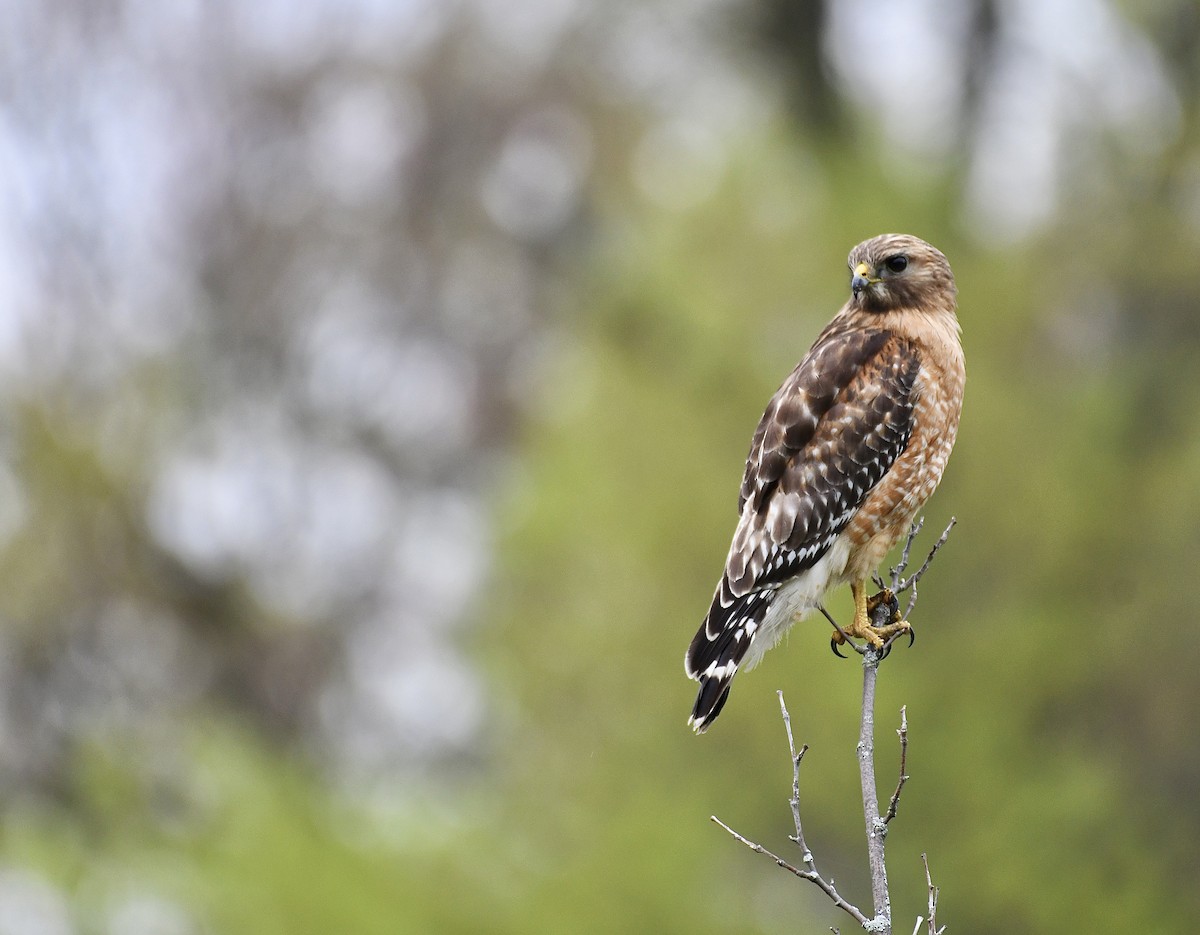 Red-shouldered Hawk - ML636365664