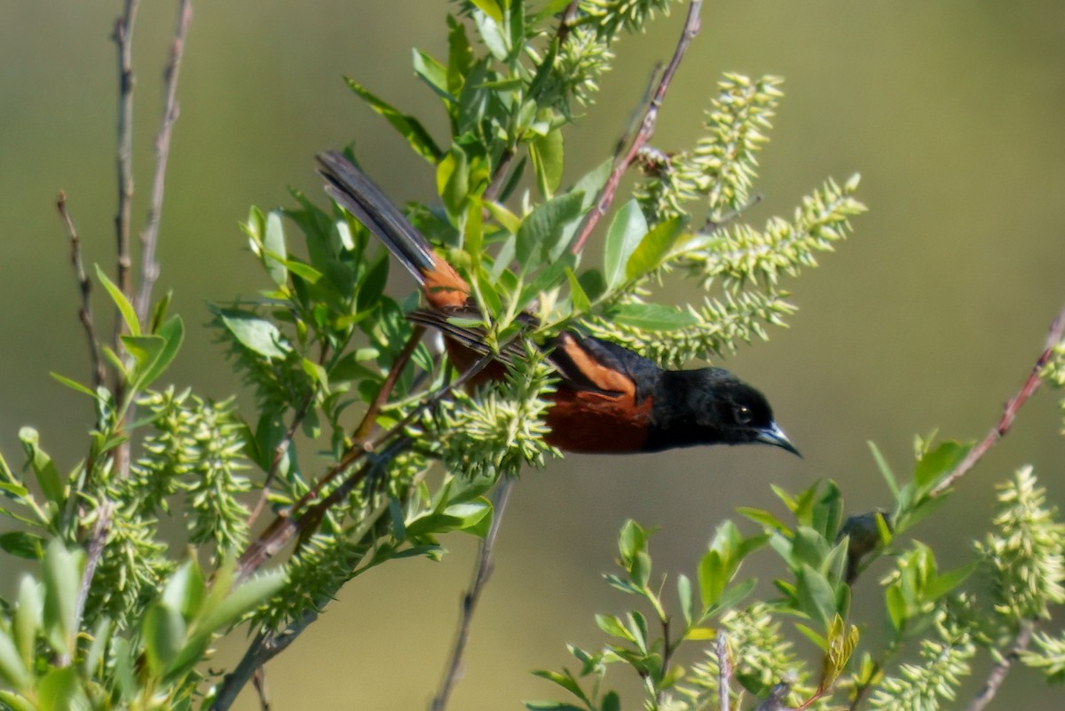 Orchard Oriole - ML636365699