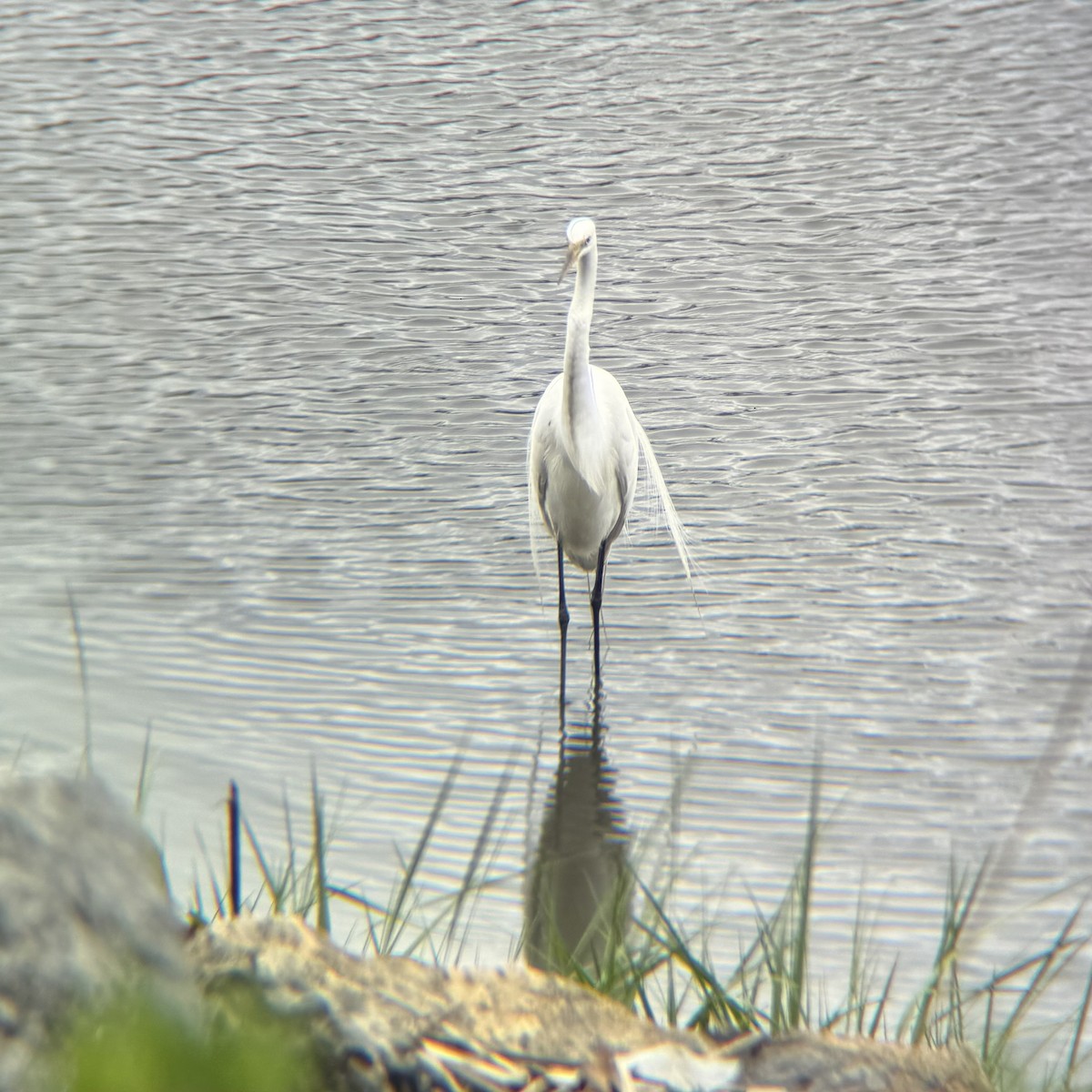 Great Egret - ML636365741