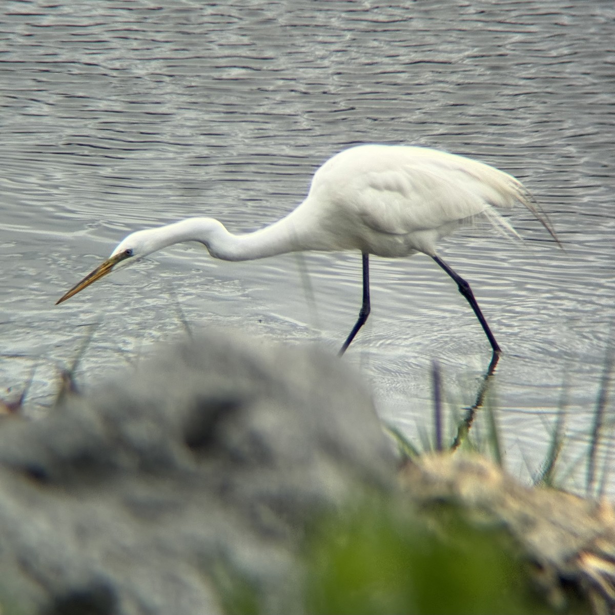 Great Egret - ML636365742