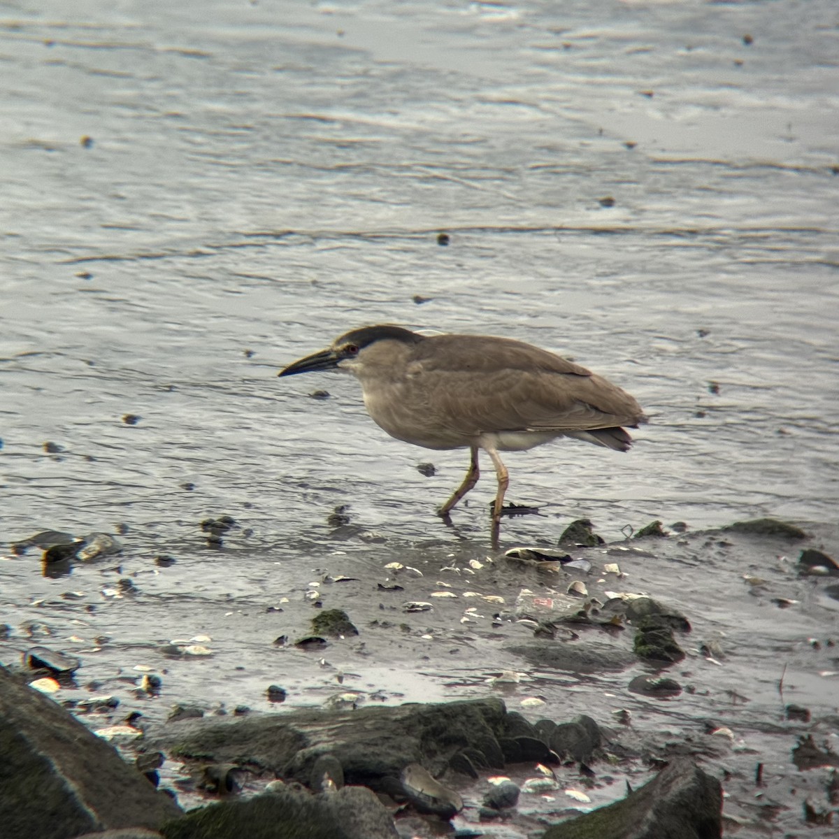 Black-crowned Night Heron - ML636365778