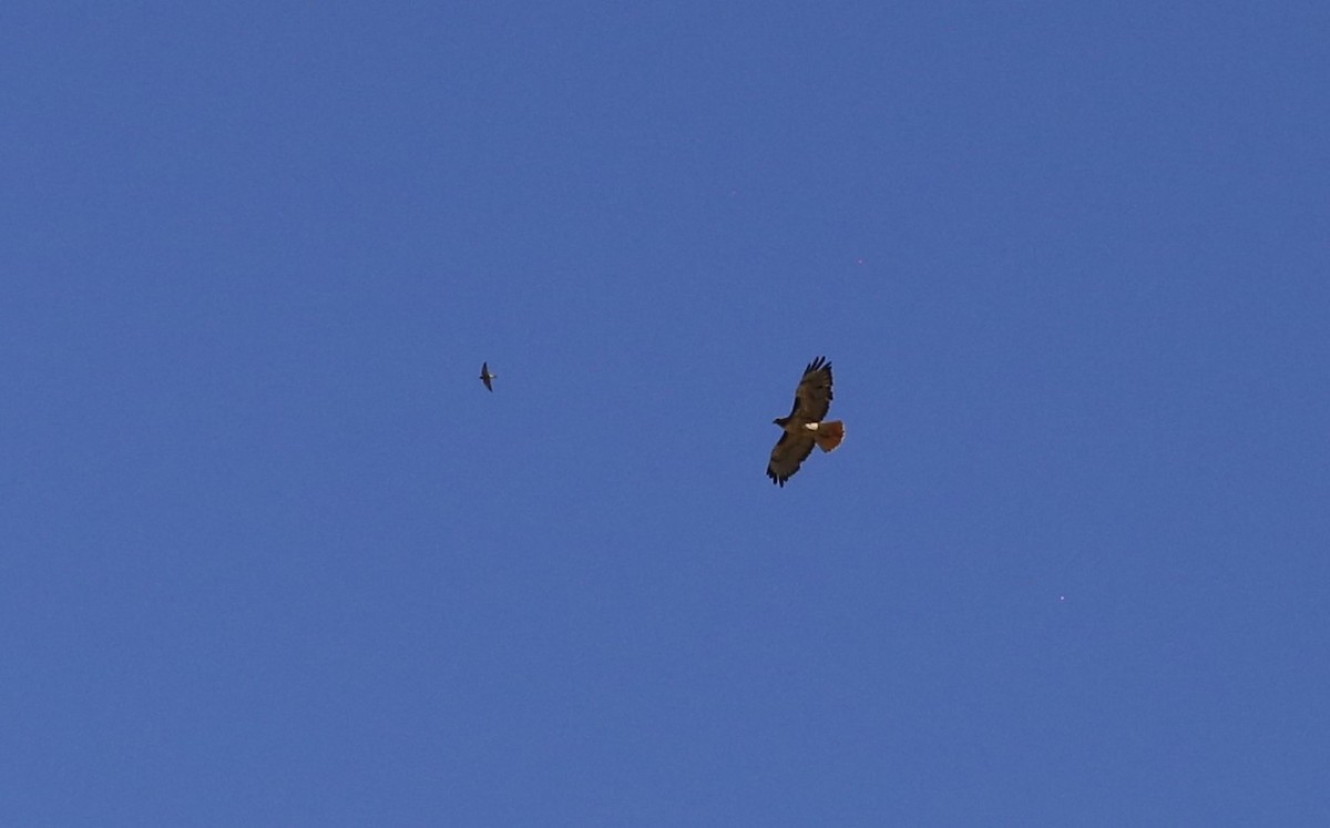 Red-tailed Hawk - ML636365782