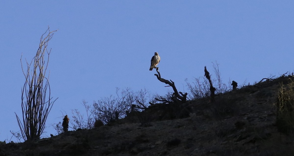 Red-tailed Hawk - ML636365783