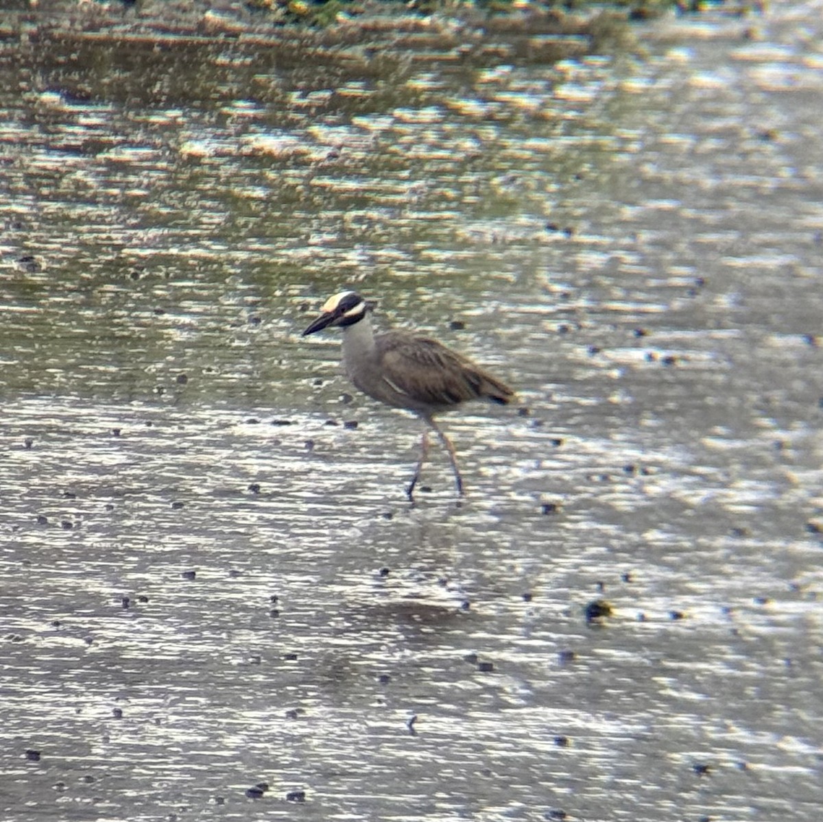 Yellow-crowned Night Heron - ML636365793
