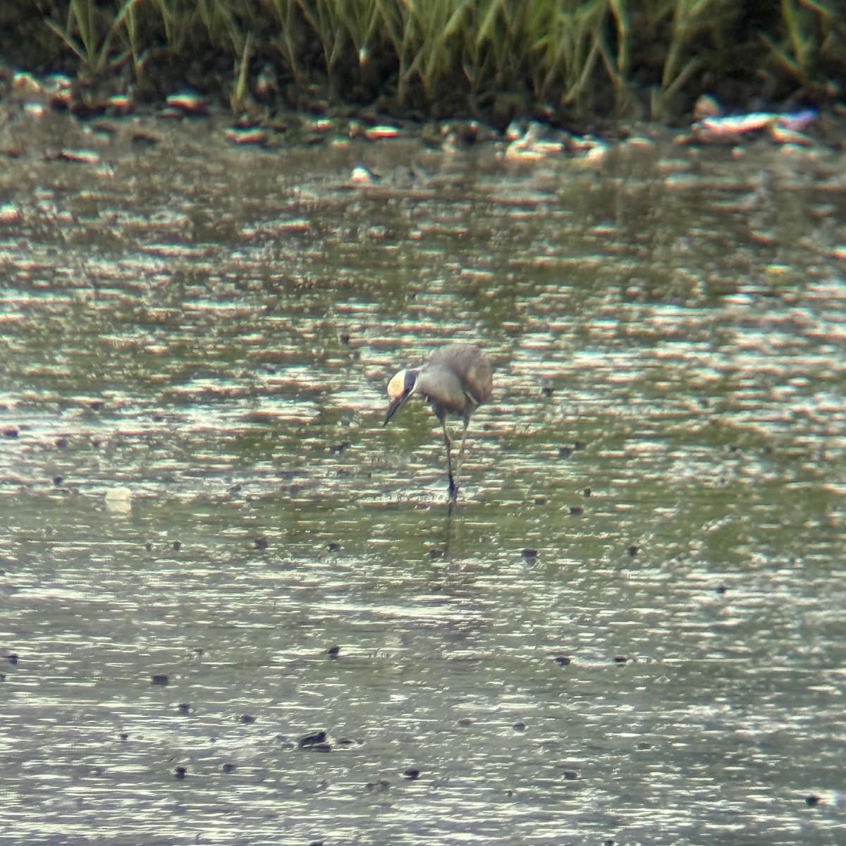 Yellow-crowned Night Heron - ML636365796