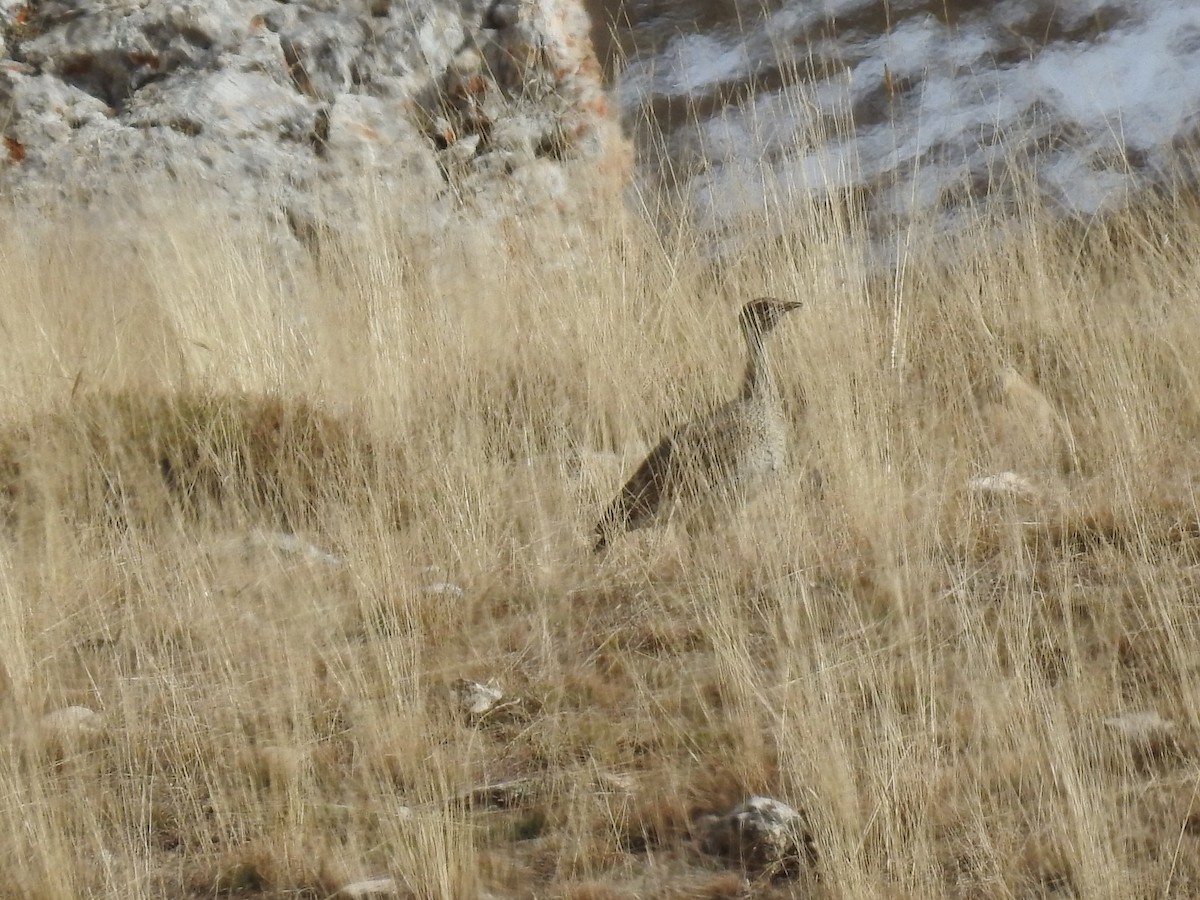 Little Bustard - ML636365806