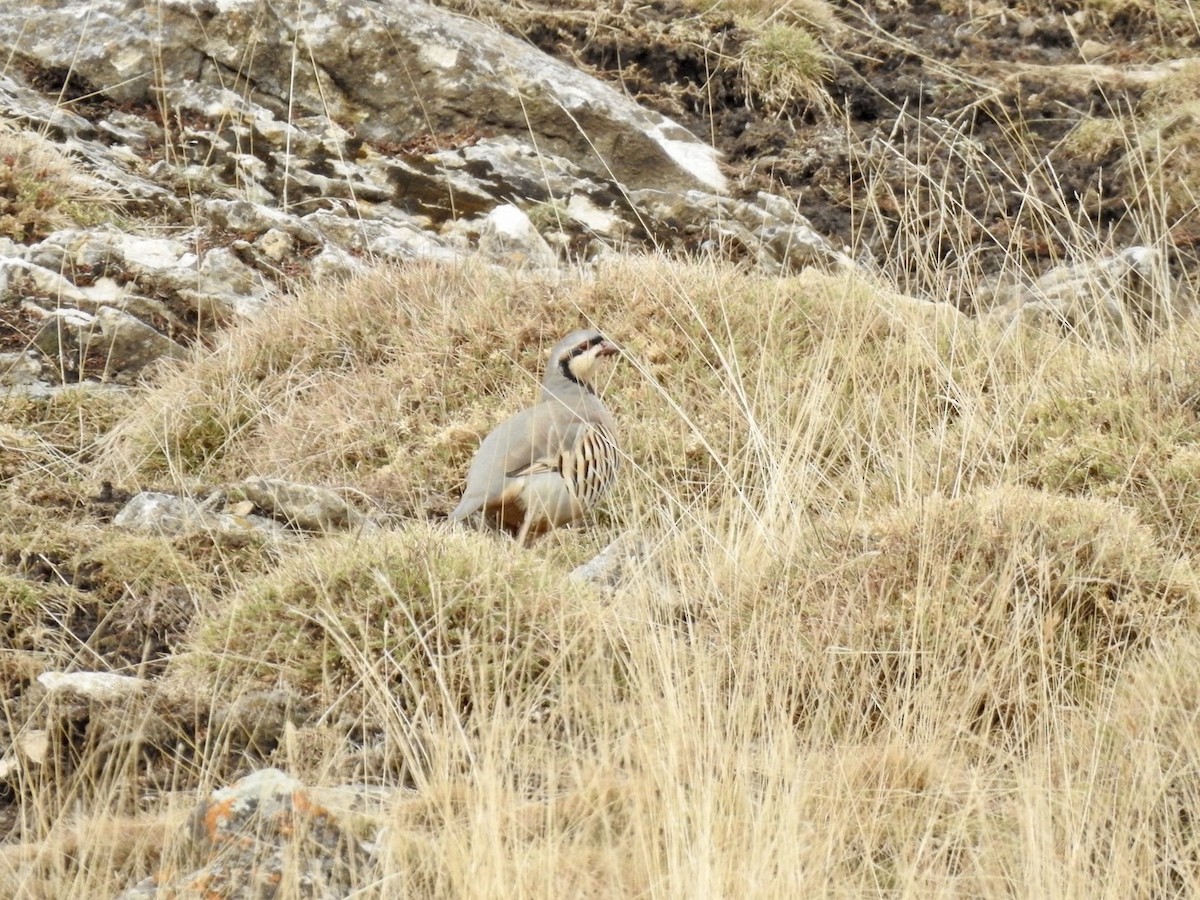 Chukar - ML636365866